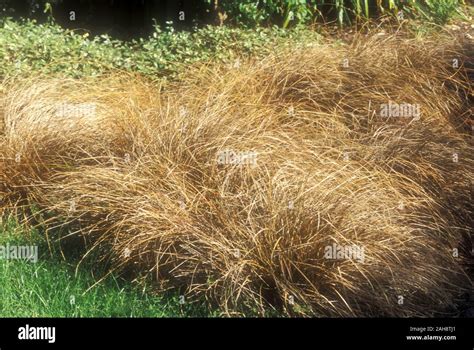 Carex Comans ‘bronze Form Hi Res Stock Photography And Images Alamy