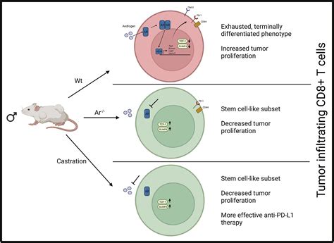 Of Mice Men Women And Cancer Immunity