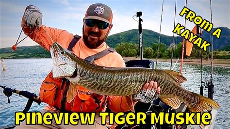 Huge Tiger Muskie From A Kayak Pineview Reservoir Utah YouTube