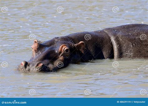 African Hippo In Their Natural Habitat, Kenya, Africa Stock Photo - Image: 48629119