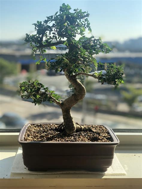 Best Bonsai Tree For Beginners BonsaiForrest