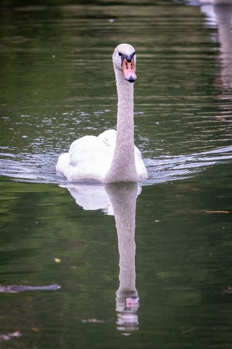 Un Elegante Cisne Blanco Nadando En Un Lago De Agua Oscura El Cisne