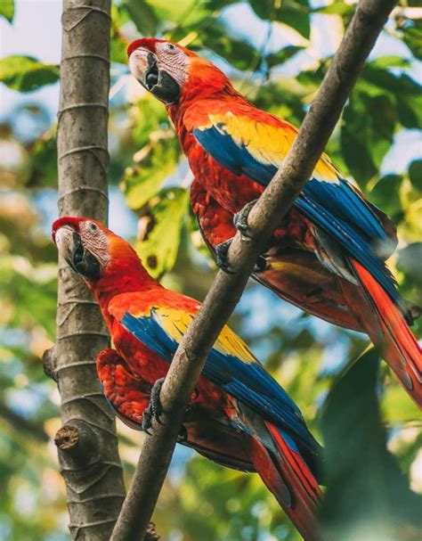 Amazing Things To Do In Costa Rica Costa Rica Travel Costa Rica