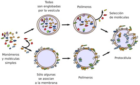 La Célula 1 Introducción Origen De La Célula Atlas De Histología