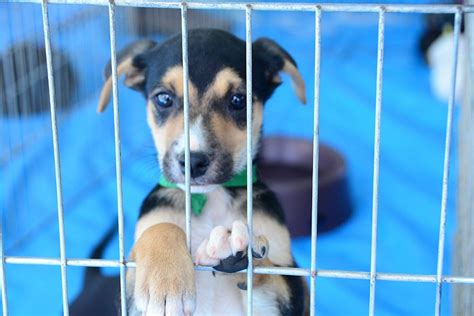 Zoonoses Promove Feira De Adoção De Cães E Gatos Neste Sábado Em Belém