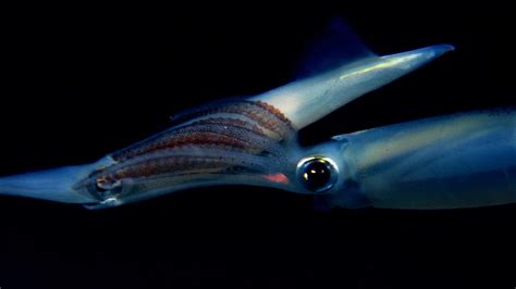 The Incredible Mating Ritual Of Opalescent Squid Nature