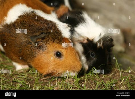 Abyssinian Guinea Pig Meadow Hi Res Stock Photography And Images Alamy