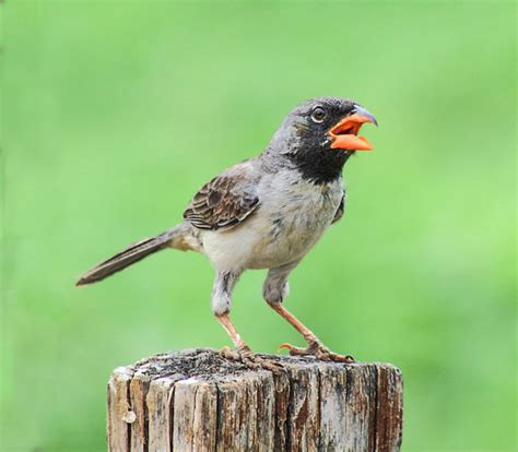 Foto Batuqueiro Saltatricula Atricollis Por Sandro Santana Wiki