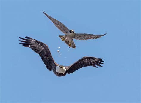 Incredible Photos Show Peregrine Falcon Scaring Off Bald Eagle Wales