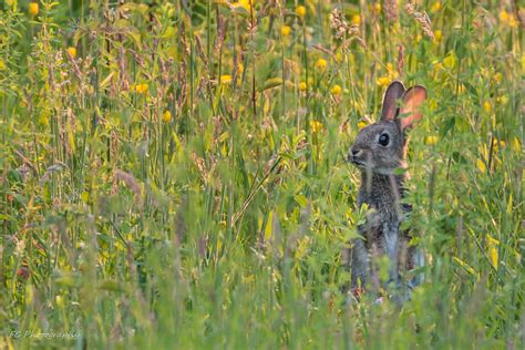 Wallpaper : Netherlands, animal, animals, 1, konijn, venray, nl, dieren ...