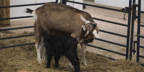 Cornell Cooperative Extension | Goat Artificial Insemination Workshop