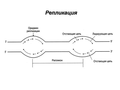 Репликация. Транскрипция - презентация онлайн