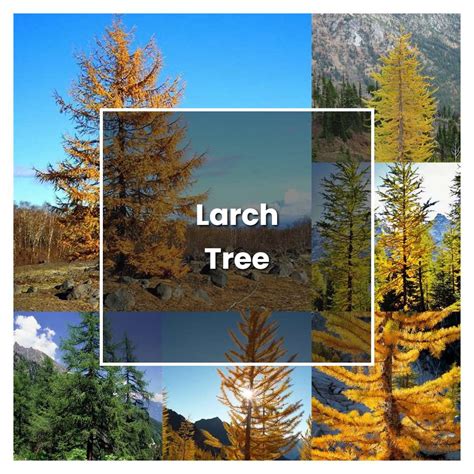 How To Grow Larch Tree Plant Care Tips Norwichgardener