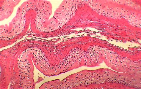 Histologia Página 2 Atlas de Histopatologia