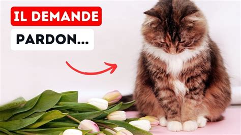 7 FAÇONS Inattendues par lesquelles votre Chat vous Demande Pardon