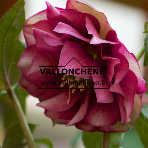 HELLEBORUS x orientalis 'Double Red' (fleurs doubles rouges) - hellebore