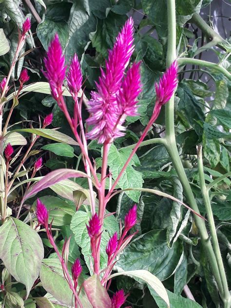 Celosia Argentea L Plants Of The World Online Kew Science