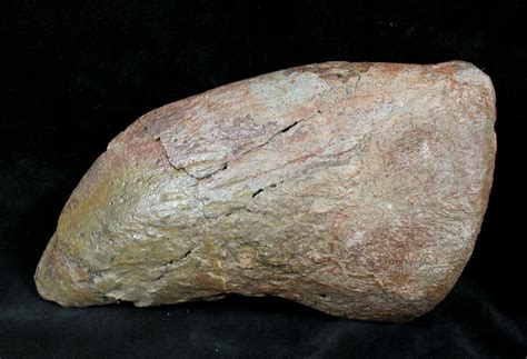 66 Sauropod Camarasaurus Dinosaur Claw Colorado For Sale 26871