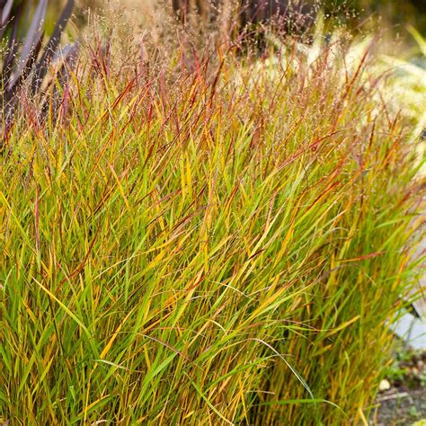 Shenandoah Switch Grasses For Sale