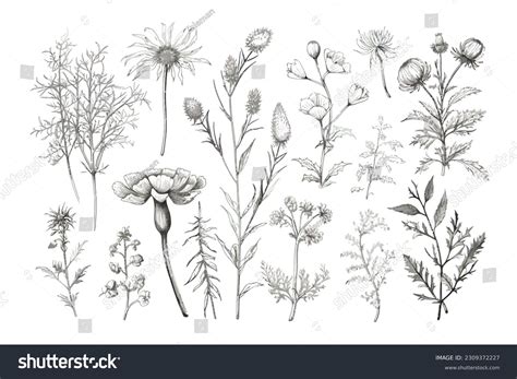 Collection Different Medical Herbs Nature Botanical Stock Vector ...