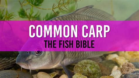 Common Carp Pond Fish A Comprehensive Guide