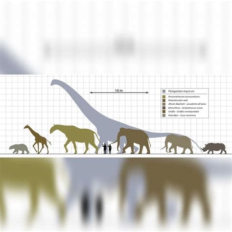 Giraffe And Paraceratherium Size Comparison - YouTube