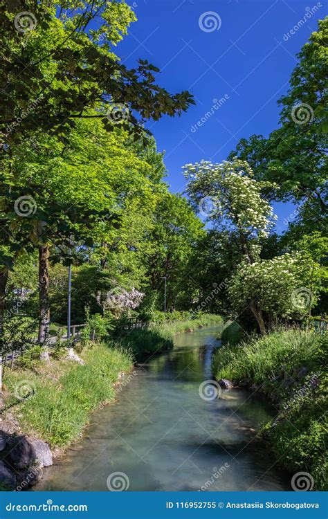 Rivière De Montagne Parmi Les Arbres à Vaduz Liechtenstein Image Stock Image Du Course