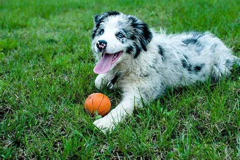 Border Collie Dog Breed Information Pictures Characteristics And Facts