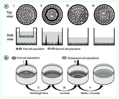 Schematic Diagram Of Co Culture Methods And Steps A Transwell Inserts