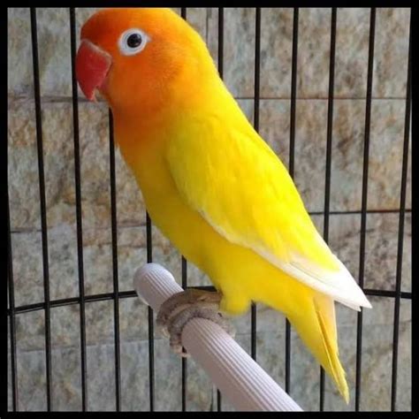 Lovebird Lutino Mata Merah