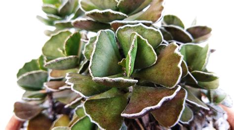 41 Different Types of Kalanchoe Varieties You'll Love