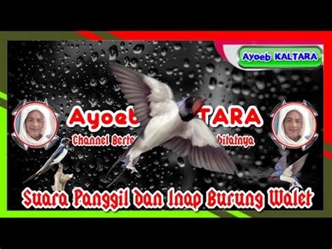 Suara Panggil Dan Inap Burung Walet Ayoebcaster Youtube