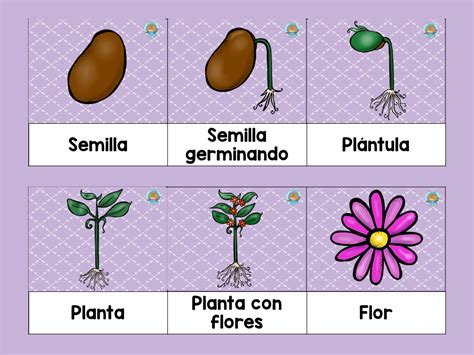 Ciclo Vida De Las Plantas Imagenes Educativas