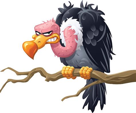 Turkey Vulture Cartoon Illustrations Royalty Free Vector Graphics