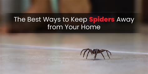 The Best Ways To Keep Spiders Away From Your Home Blog