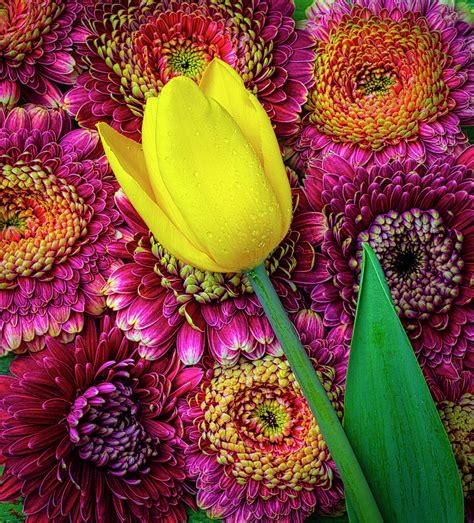 Yellow Tulip And Gerbera Daisies Photograph By Garry Gay Fine Art America