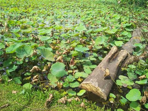 Sembawang Hot Spring Park Lim Chu Kang Farms Visit iMbs Chinese Dharma Class 第八届中文佛學班 慧嚴