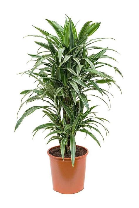 Warneckii - Dracaena - Indoor Plants | Plantshop.me