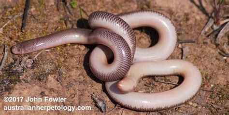 Blackish Blind Snake Anilios Nigrescens