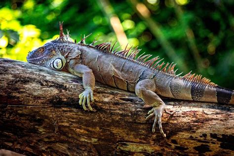 Medio Ambiente Libera A Un Grupo De Animales Silvestres Víctimas De