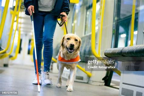 Blind Person With Her Guide Dog Stock Photo Download Image Now Seeing