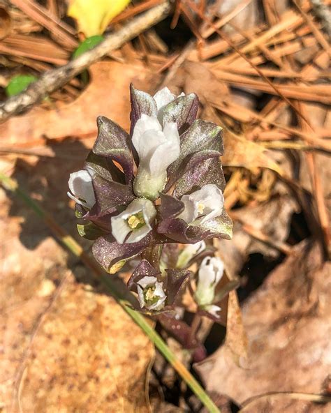 Nnnps Hickory Hollow Field Trip — Northern Neck Native Plant Society