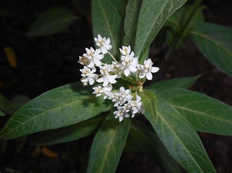 Swamp Milkweed Ice Ballet Asclepias Incarnata Ice Ballet Growing Guides