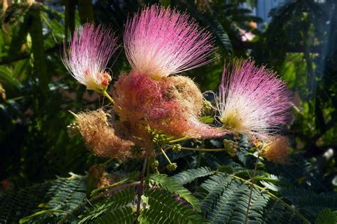 Альбиция (акация) ленкоранская (Albizia julibrissin) — путеводитель по ...