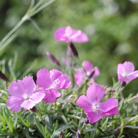 Kerti Szegf Dianthus Rendel Se Florapont