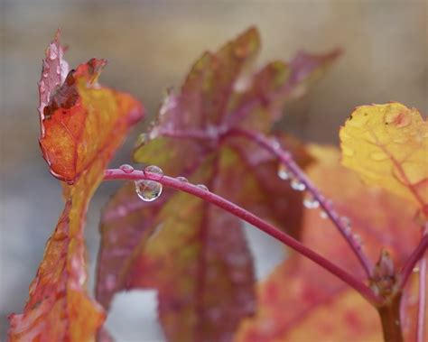 Gouttelettes D Eau Pluie Feuilles Photo Gratuite Sur Pixabay Pixabay