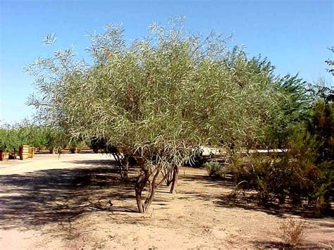 Acacia coriacea. Desert Oak. Non-native, evergreen shrub/small tree ...