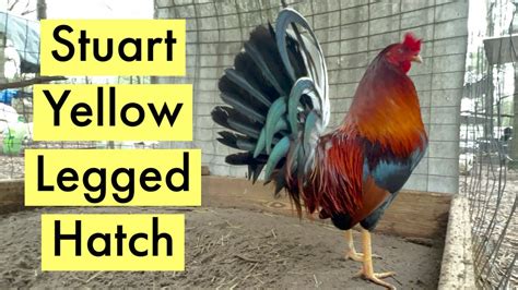 Stuart Yellow Leg Hatch Gamefowl Youtube