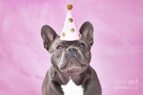 Cute Black French Bulldog Dog Wearing Party Hat On Pink Backgrou