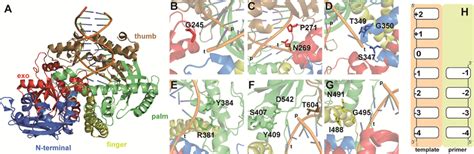 View Of Kod Exo Dna Polymerase And Investigated Residues In Detail A Download Scientific